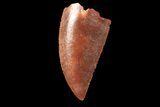 Serrated, Raptor Tooth - Real Dinosaur Tooth #89268-1